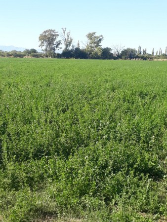 VENTA EXCELENTE CAMPO GANADERO MIXTO CON RIEGO EN CRUZ DEL EJE (CBA)